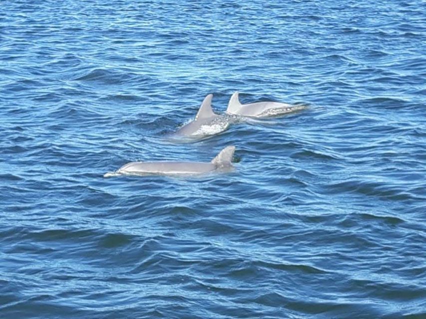 2-Hour Dolphin and Nature Eco Tour From Orange Beach - Logistics and Check-In