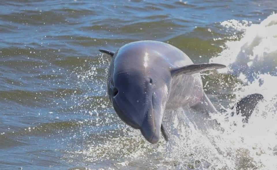 2-Hour Dolphin and Nature Eco Tour From Orange Beach - Exploring Estuaries and Nature