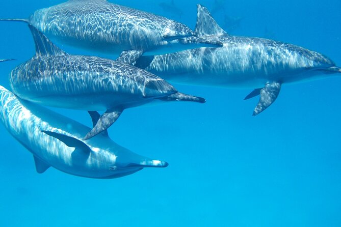 2-Hour Dolphin Sunset Tour From Giardini Naxos - Preparing for the Tour