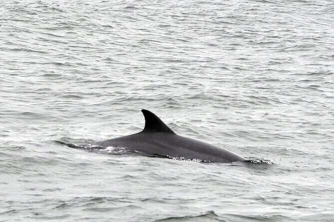 2 Hour Dolphin Watching Adventure in Calabash - Key Points