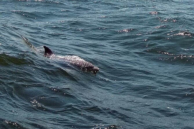 2 Hour Dolphin Watching Adventure in Calabash - An In-Depth Look at the Calabash Dolphin & Wildlife Adventure