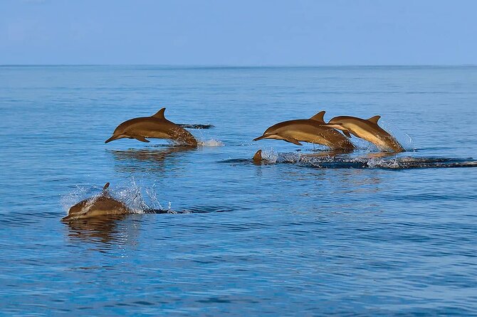 2 Hour Dolphin Watching Experience in Muscat - Wildlife and Photography Opportunities