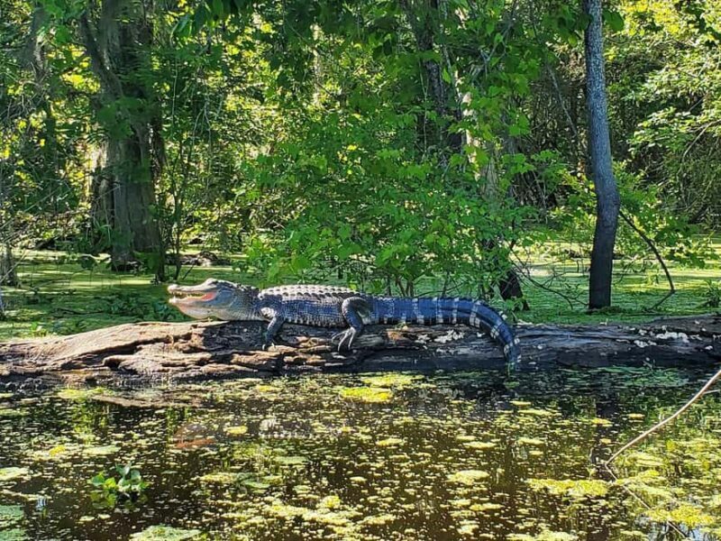 2-hour Eco-Swamp Tour - What the Tour Includes and What You Should Prepare