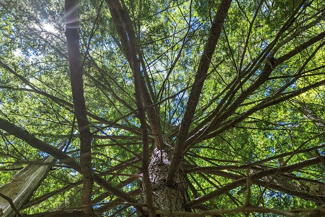 2-Hour Guided Private Forest Bathing Experience Lenox - Key Points