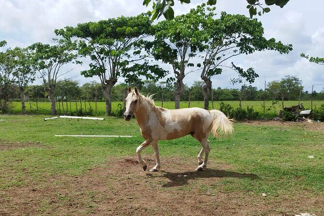 2-Hour Horseback Riding Tour at Sunset from Punta Cana - Frequently Asked Questions
