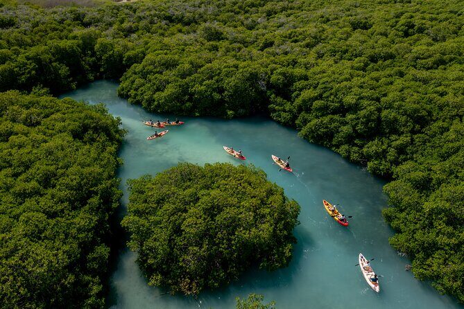 2 Hour Mangrove Kayak and Snorkel Tour - An Introduction to Bonaire’s Mangrove Kayaking Experience