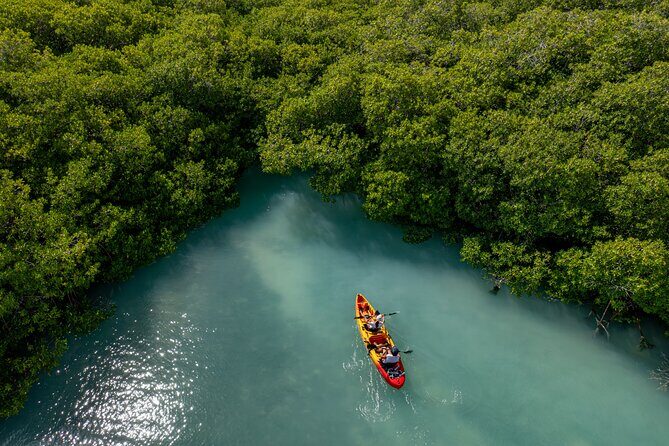2 Hour Mangrove Kayak and Snorkel Tour - The Sum Up