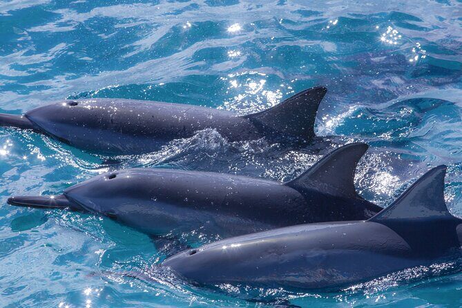 2 Hour Maui Dolphin Watch Sightsee Raft Tour (Semi-Private) - The Experience from Reviews