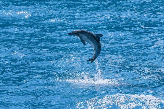 2 Hour Maui Dolphin Watch Sightsee Raft Tour (Semi-Private) - The Sum Up