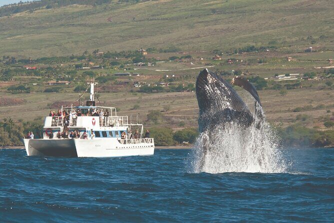2-Hour Maui Whale Watch from Lahaina Harbor, Maui - Key Points