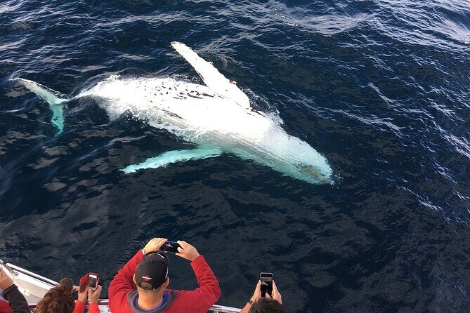 2-Hour Maui Whale Watch from Lahaina Harbor, Maui - An In-Depth Look at the Maui Whale Watch Experience