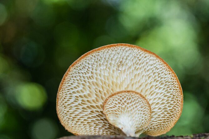 2-Hour Mushroom Photography Activity in Cairns Botanic Gardens - Frequently Asked Questions