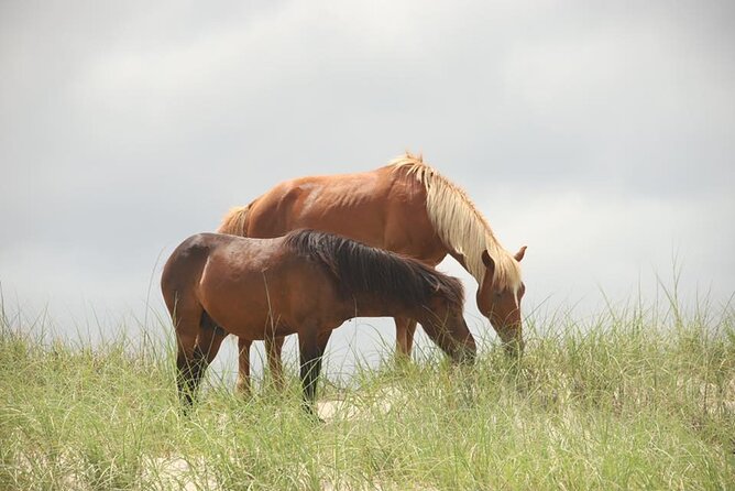 2-hour Outer Banks Wild Horse Tour by 4WD Truck - Frequently Asked Questions
