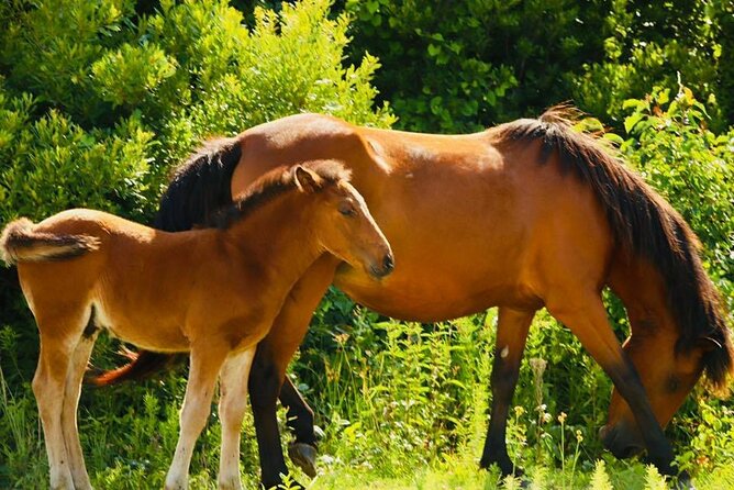 2-hour Outer Banks Wild Horse Tour by 4WD Truck - Recap