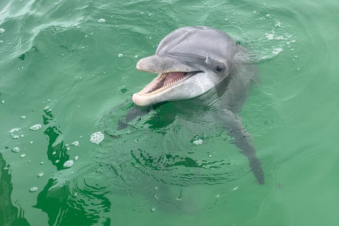 2 Hour Private Dolphin and Sightseeing Tour in Shell Island - Meeting Location Details