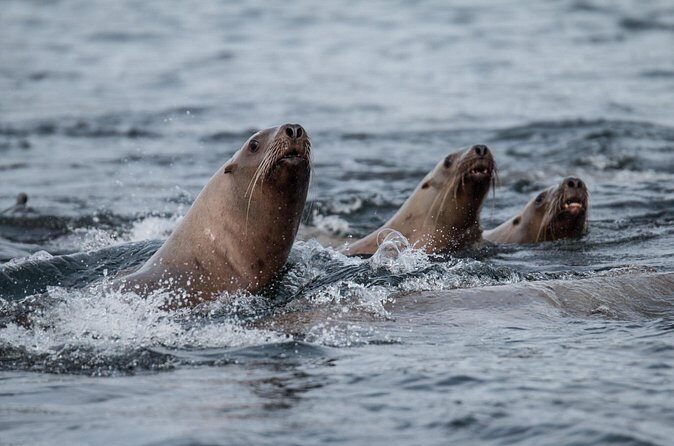 2 Hour Private Marine Wildlife Tour - The Sum Up