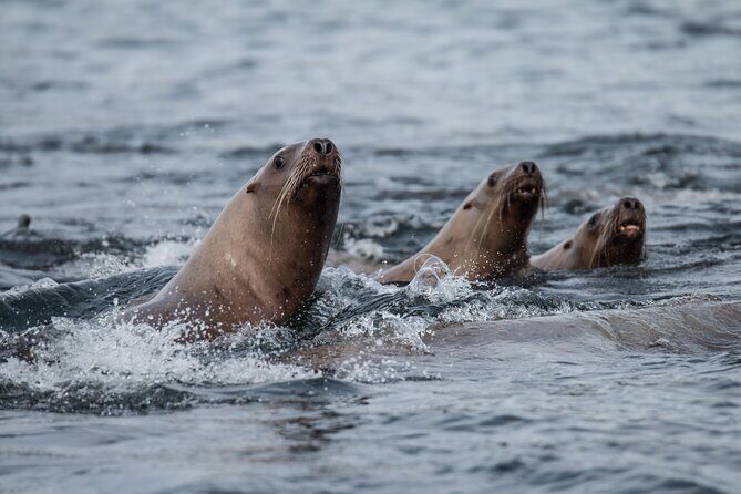 2 Hour Private Marine Wildlife Tour - FAQ