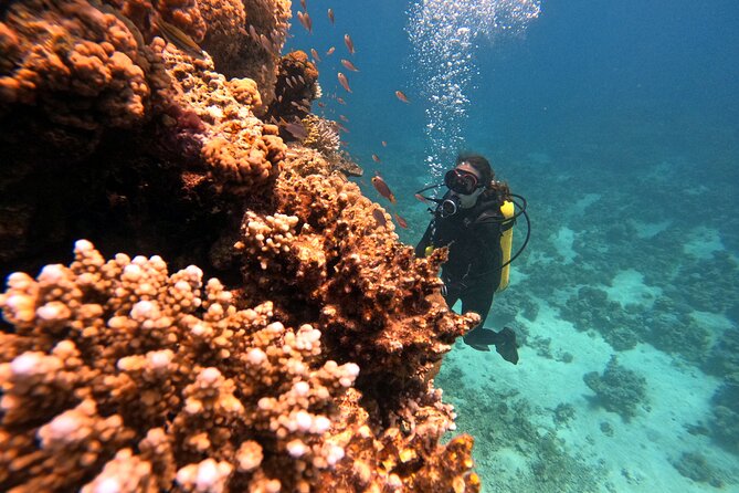 2-Hour Private Scuba Experience in Aqaba - Why Choose Aqaba for Scuba Diving