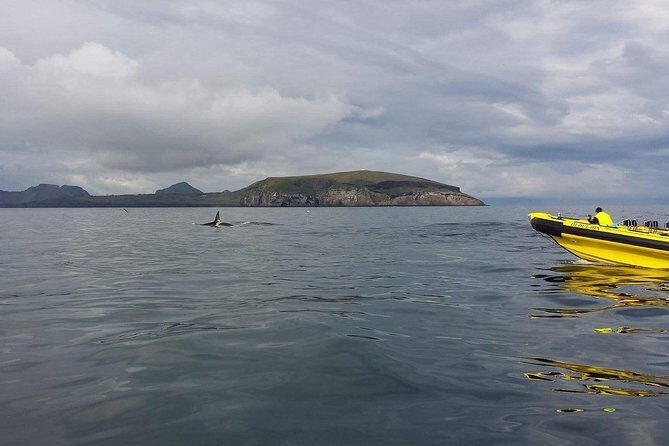 2 hour Round Trip in Vestmannaeyjar on a RIB Boat - Value and Pricing: Is It Worth It?