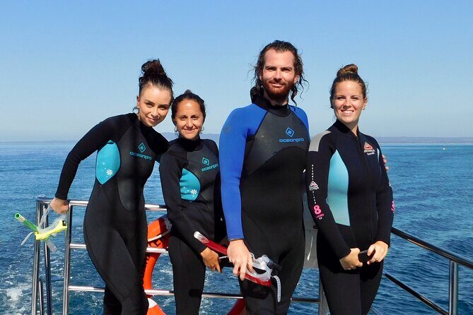 2 hour Seals & Seadragon Swim - Pricing and Value