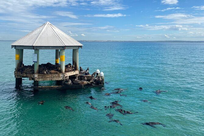 2 hour Seals & Seadragon Swim - Final Thoughts: Is It Worth It?