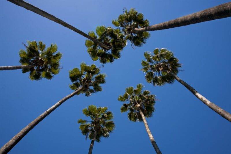 2-Hour Seville Panoramic Walking Tour - Included Features