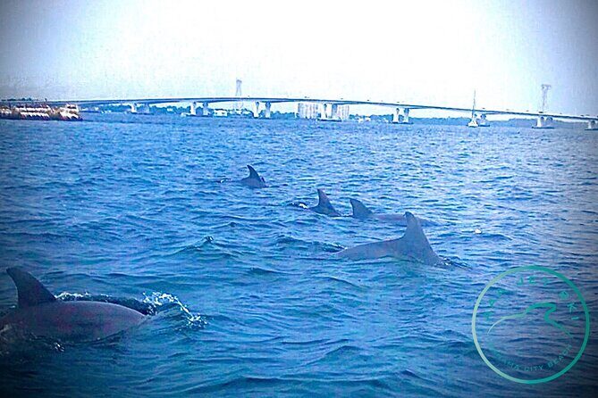 2 Hour Shell Island Jet Ski Dolphin Tour - A Close Look at the Tour Itinerary