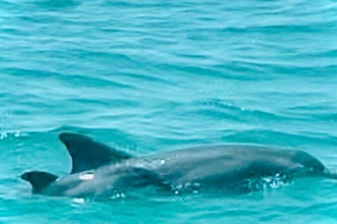 2 Hour Shell Island Jet Ski Dolphin Tour - Pricing and Value