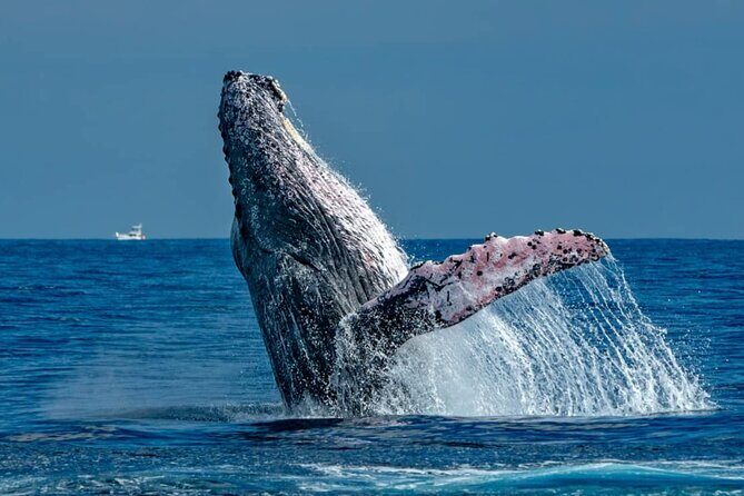 2-Hour Shore Excursion | Arch, Lovers Beach & Whale Encounters - What Travelers Love About This Tour