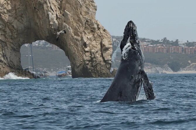 2-Hour Shore Excursion | Arch, Lovers Beach & Whale Encounters - Practical Details and Considerations