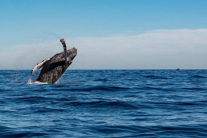 2-Hour Shore Excursion | Arch, Lovers Beach & Whale Encounters - Who Should Consider This Tour?