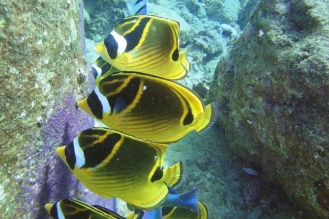 2-Hour Snorkeling Adventure in Kauai - Good To Know