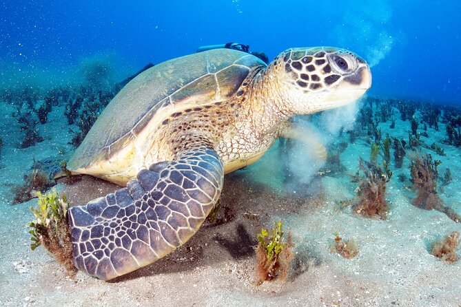 2-Hour Snorkeling Adventure in Kauai - Snorkeling Experience