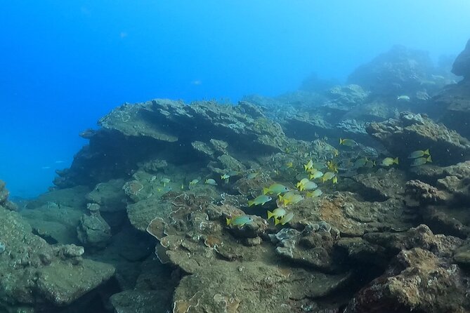 2-Hour Snorkeling Adventure in Kauai - Pricing and Booking