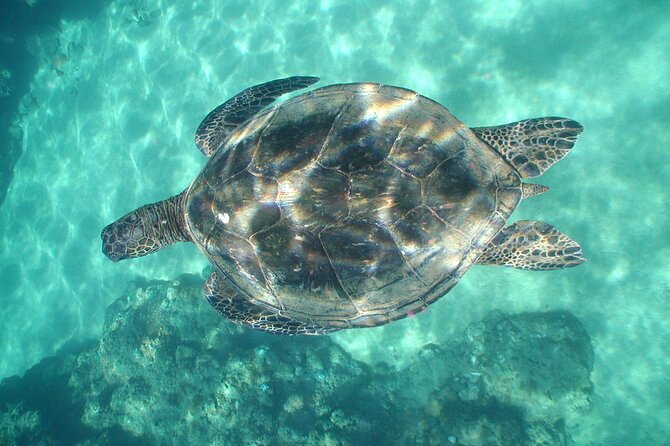 2-Hour Snorkeling Adventure in Kauai - Private Tour Options