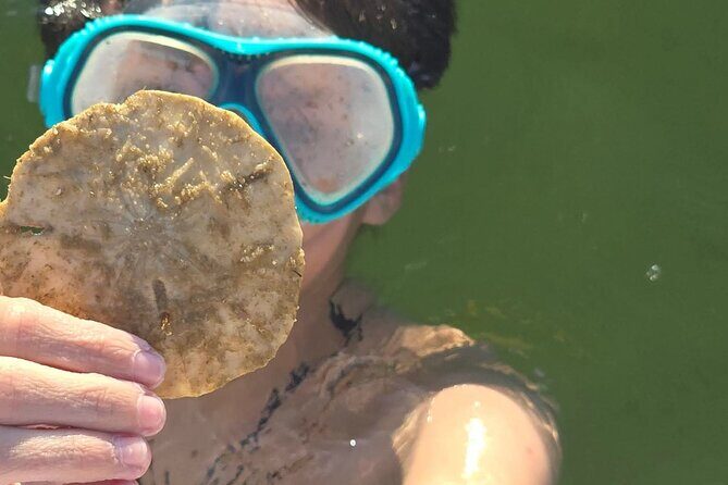 2 Hour Snorkeling and Dolphin Tour - Authentic Insights from Reviews