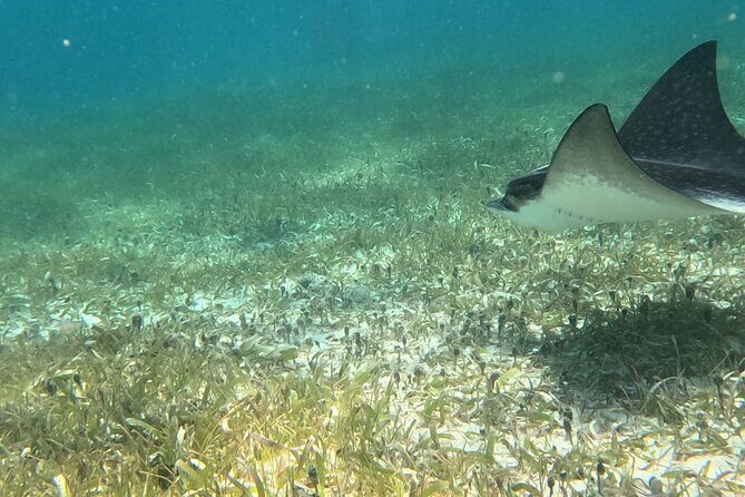 2 hour snorkeling in Arrecife de Puerto Morelos - An In-Depth Look at the Puerto Morelos Snorkeling Tour