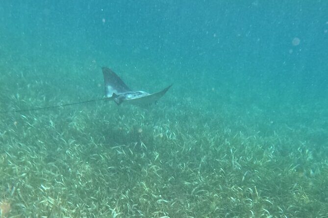 2 hour snorkeling in Arrecife de Puerto Morelos - The Sum Up