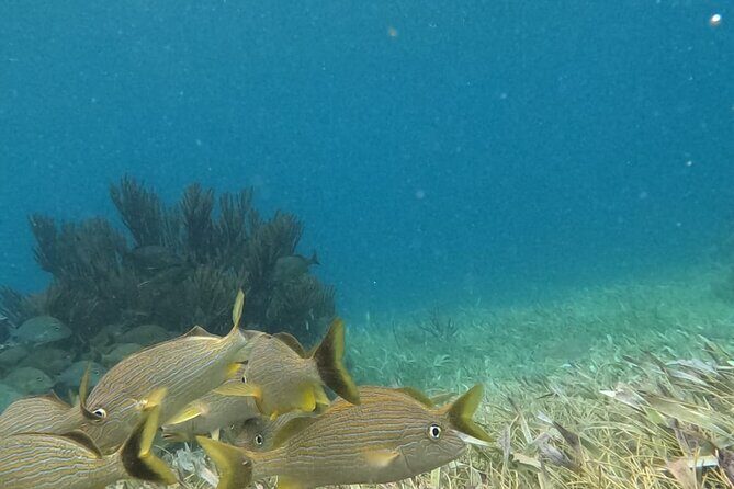 2 hour snorkeling in Arrecife de Puerto Morelos - FAQ