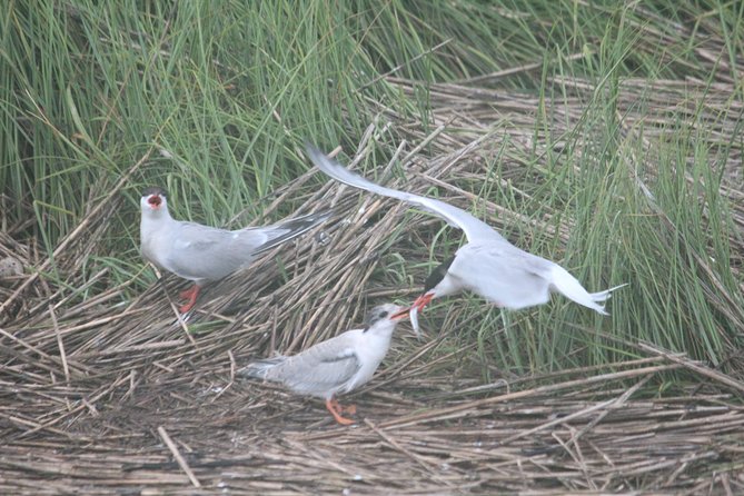 2-Hour Sunset Safari Eco Cruise From Cape May - Scenic Photography Opportunities