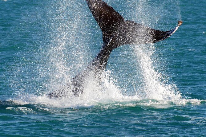 2 Hour Whale-Watching Cruise from Hillarys Boat Harbour - What to Expect from the Tour