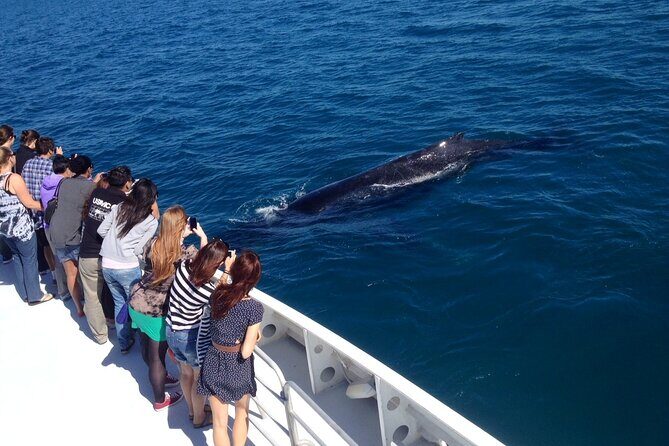2 Hour Whale-Watching Cruise from Hillarys Boat Harbour - Frequently Asked Questions