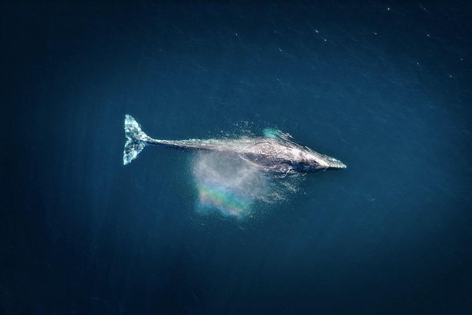 2-Hour Whale Watching From Oahu - Meeting and Departure Details