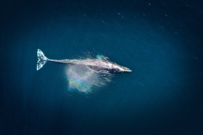 2-Hour Whale Watching From Oahu - Accessibility and Limitations