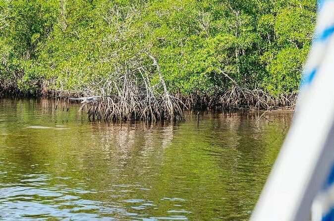 2 Hour Wildlife Adventure - Reviews and Feedback: What Travelers Say