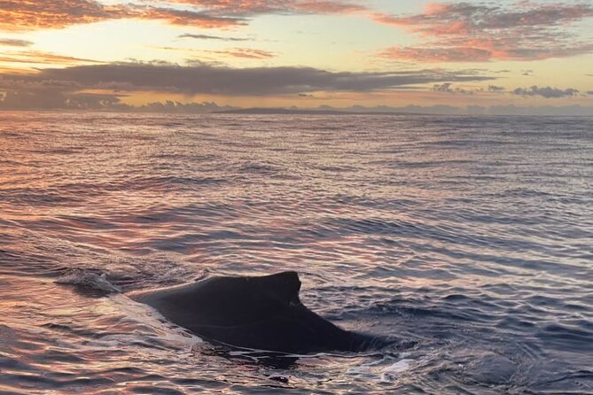 2 Hours 30 Minutes Whale Watch And/Or Scenic Tour - Pricing and Payment Options