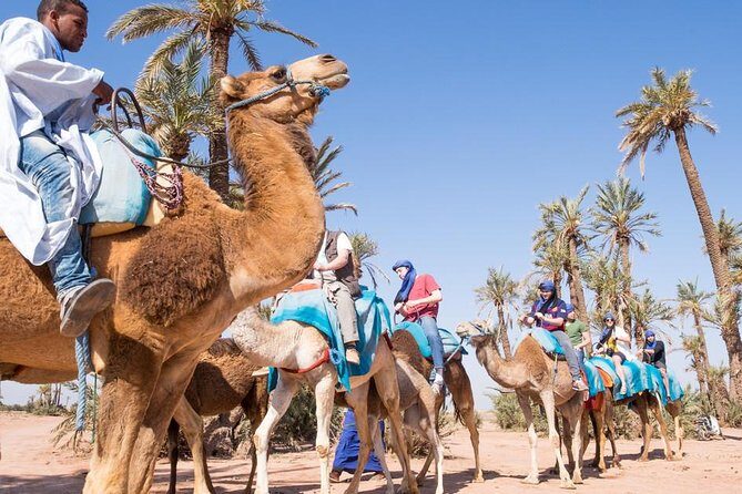 2 Hours Camel Ride in The Famous Marrakech Palm Groves and Berber ...
