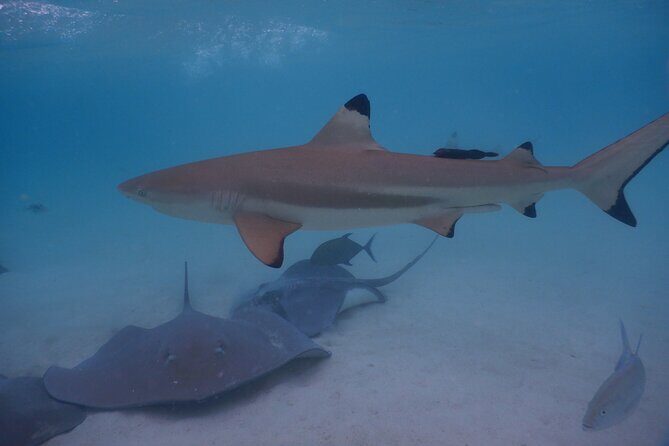 2 hours discovery tour of Moorea by Jet Ski - FAQ