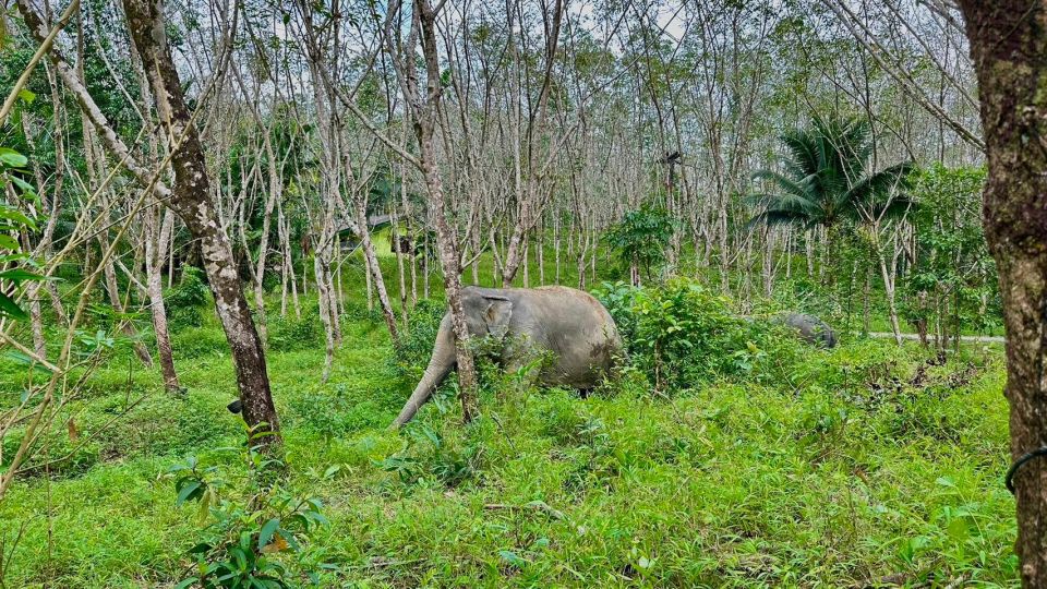 2 Hours-Early Bird Guide Tour in Khao Lak Elephant Sanctuary - Feeding the Elephants
