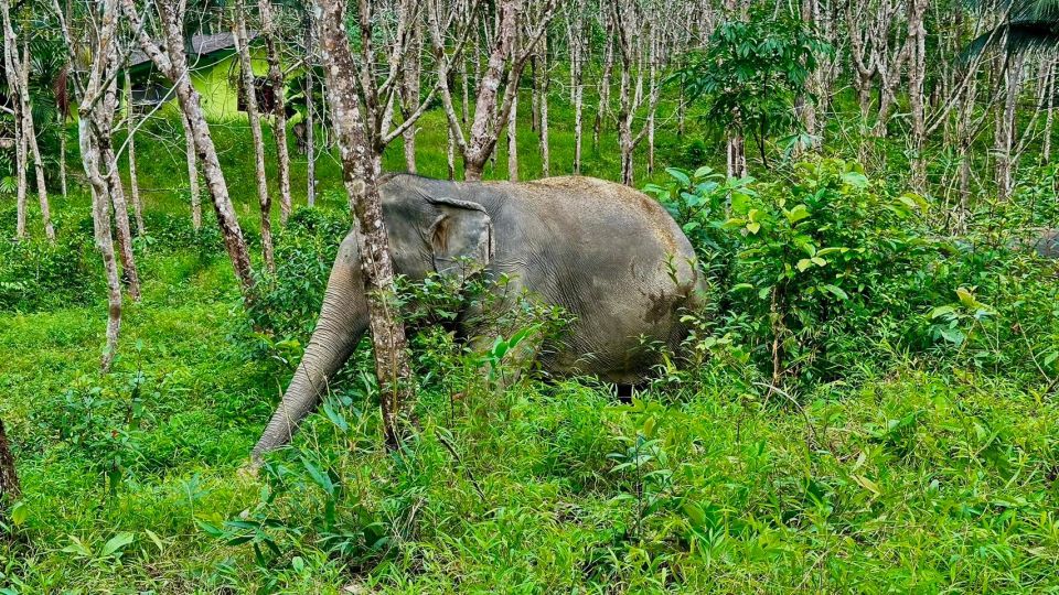 2 Hours-Early Bird Guide Tour in Khao Lak Elephant Sanctuary - Observing Elephant Behavior